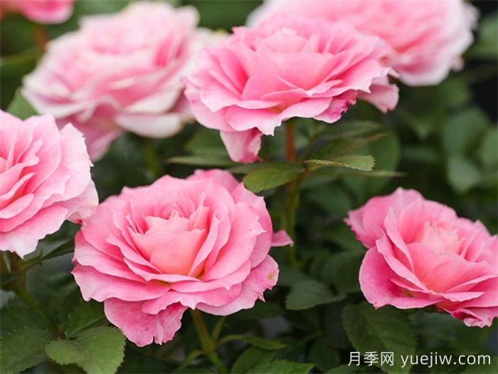 推薦6種月季花就為庭院花園打造(圖1)