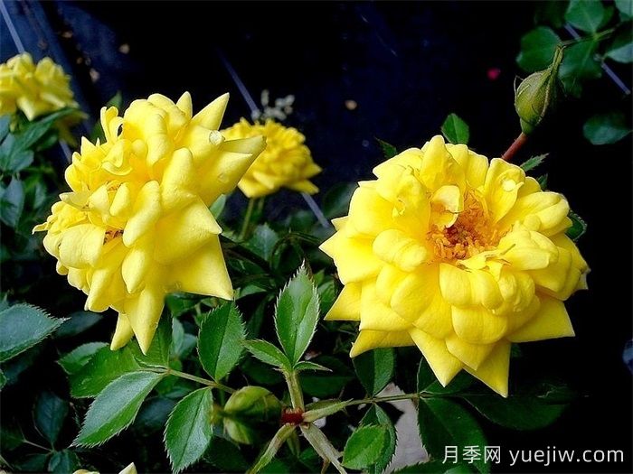 黃金珠寶月季(圖2)