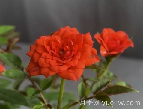 月季推薦，朱紅姬月季(圖1)
