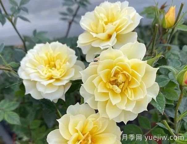 超微月季推薦，黃金姬月季(圖1)