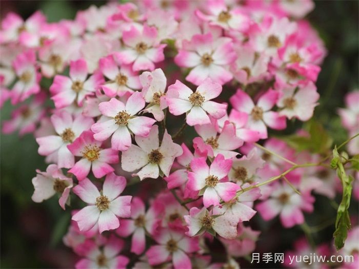 微月月季推薦，遮陽(yáng)傘月季(圖1)