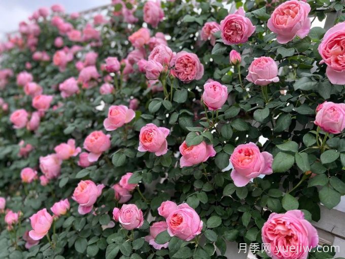 37個(gè)法國(guó)戴爾巴德月季品種推薦(圖4)
