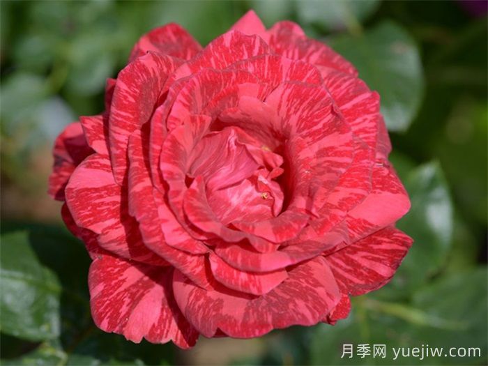 37個(gè)法國(guó)戴爾巴德月季品種推薦(圖8)