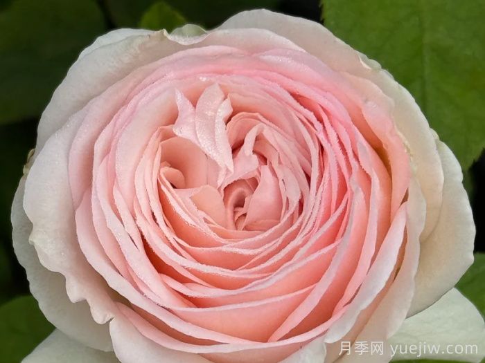 蒙娜麗莎月季(圖3)
