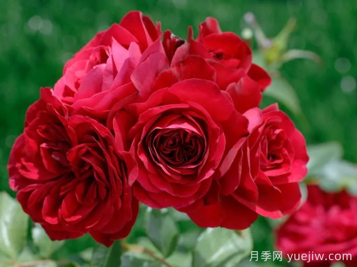 紅色玫蘭之愛(ài)月季/紅色蒙娜麗莎/紅愛(ài)玫(圖1)