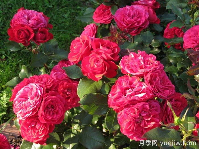 紅色玫蘭之愛(ài)月季/紅色蒙娜麗莎/紅愛(ài)玫(圖2)