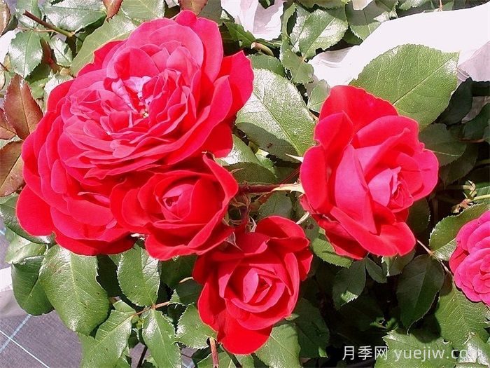 紅色玫蘭之愛(ài)月季/紅色蒙娜麗莎/紅愛(ài)玫(圖3)