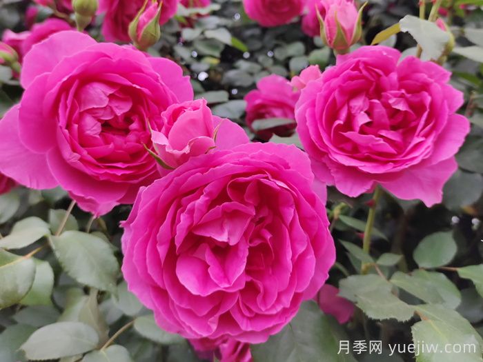 30種漂亮的月季品種，你養(yǎng)了幾種？(圖2)