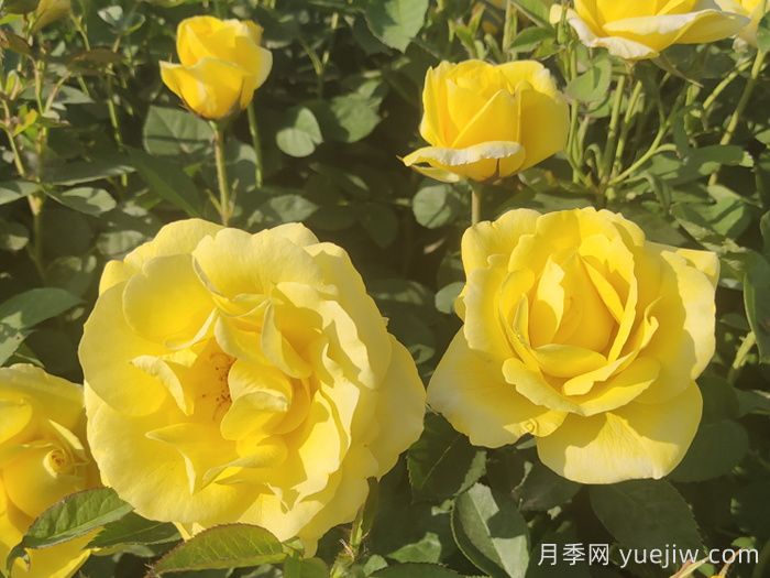 30種漂亮的月季品種，你養(yǎng)了幾種？(圖3)