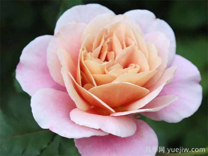 30種漂亮的月季品種，你養(yǎng)了幾種？(圖4)