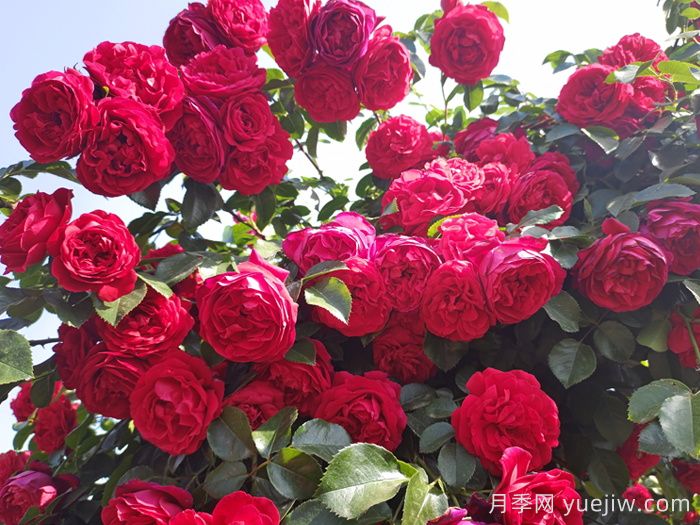 做花墻做拱門，9個藤本月季品種不能錯過(圖2)