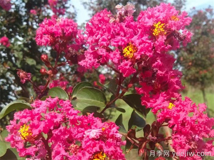 適合家庭庭院的常見樹種(圖2)