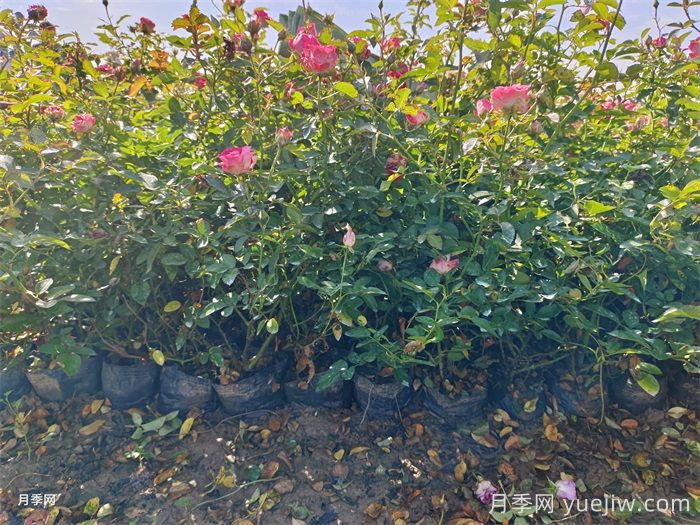 盆栽微型月季的養(yǎng)殖辦法，做好三點(diǎn)開(kāi)花不斷(圖1)