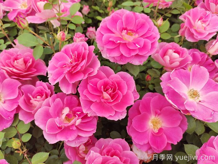 植物怎樣搭配以實現(xiàn)四季有景？(圖1)