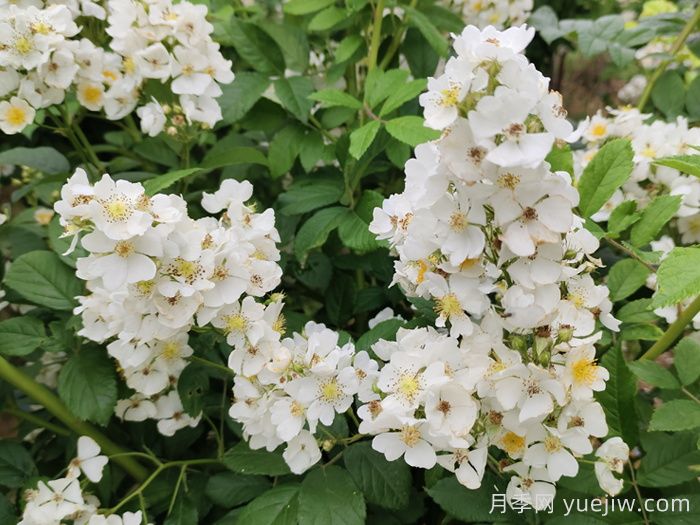 如果有個(gè)院子，一定要種一棵薔薇(圖2)