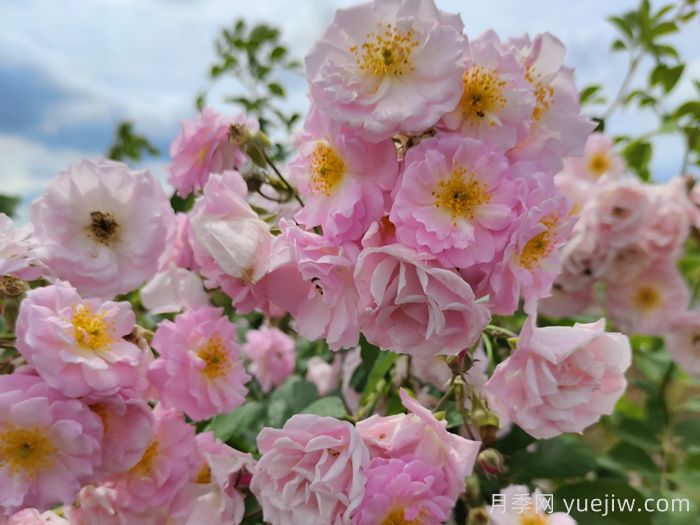 粉團薔薇(圖2)
