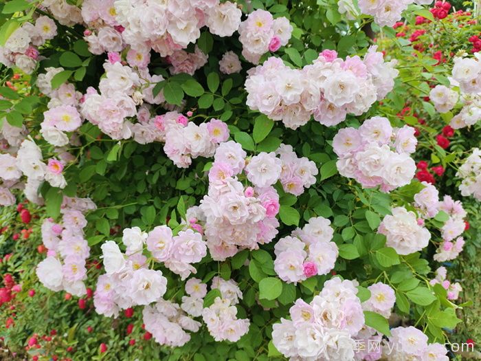 粉團薔薇(圖3)