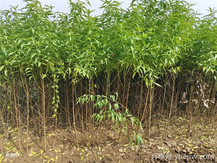 桃樹苗定植栽植的注意事項(xiàng)(圖2)