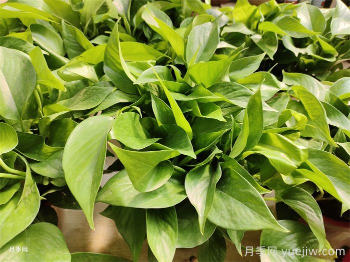 水培植物有哪些？(圖1)