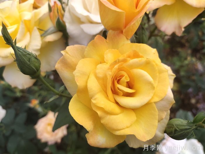 現(xiàn)代月季的分類及特點(圖1)