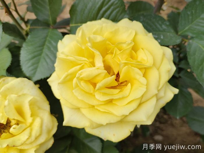 盤點100個常見月季品種(圖5)