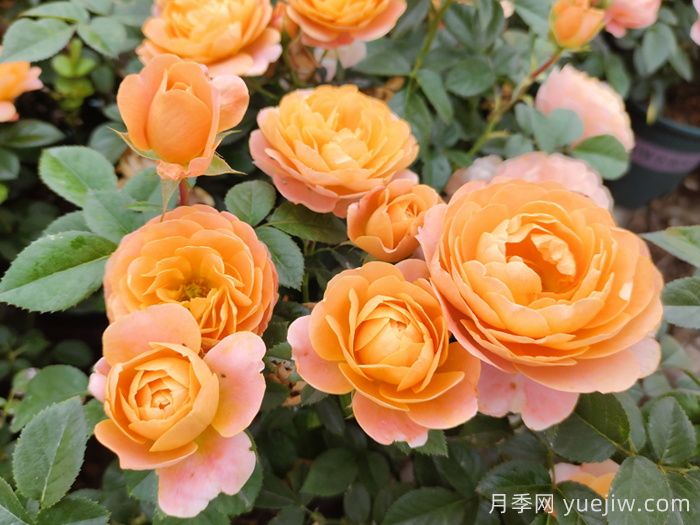 超微月季的品種特性和常見(jiàn)問(wèn)題(圖1)