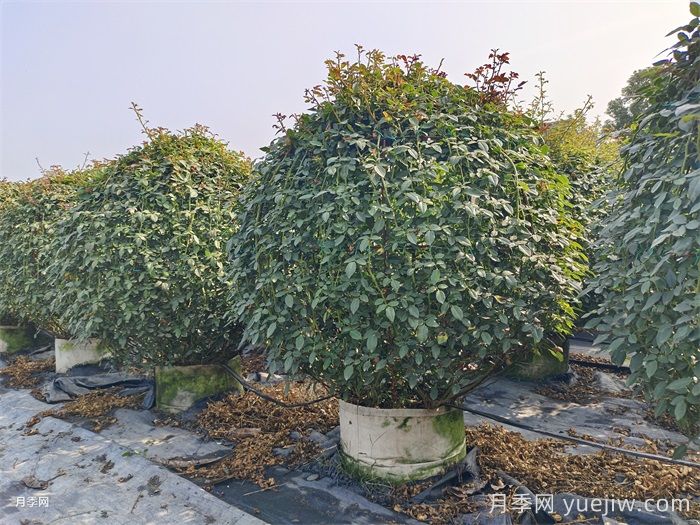 造型花木植物在景觀中的應(yīng)用(圖2)