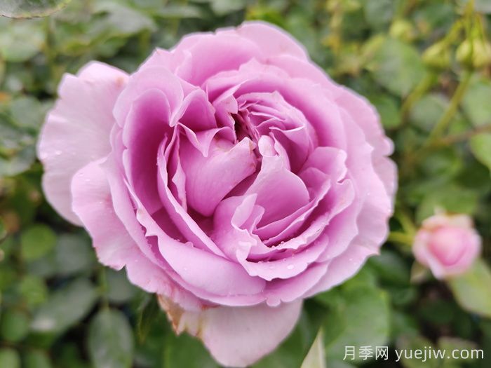 賞中國(guó)月季文化，詩(shī)詠月季花(圖1)