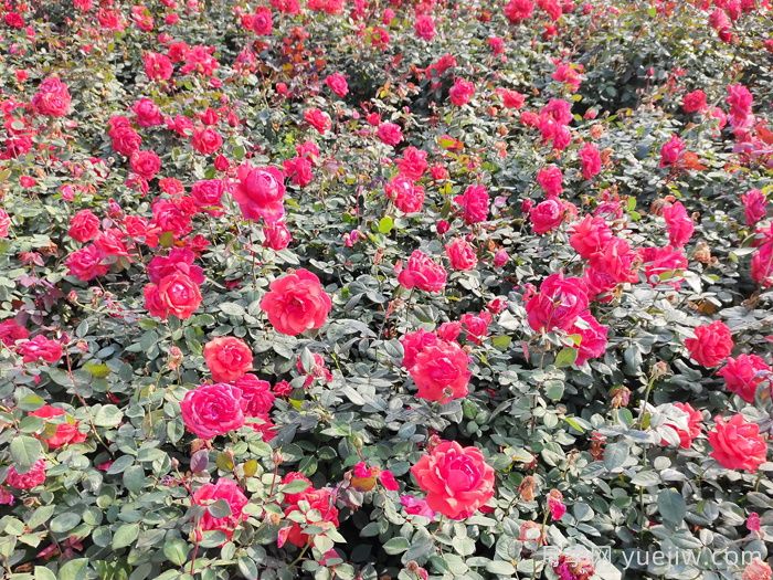 賞中國(guó)月季文化，詩(shī)詠月季花(圖2)