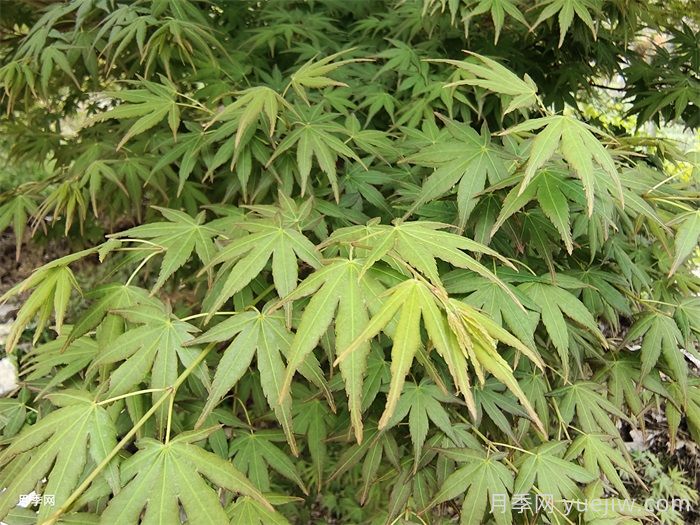 170種綠化喬木別名知多少？(圖2)