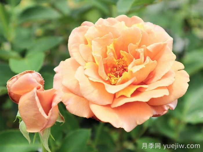 拉芬波特月季/拉菲內(nèi)波爾特(圖2)