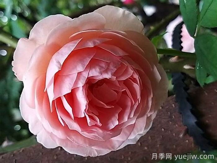 威廉莫里斯月季(圖3)