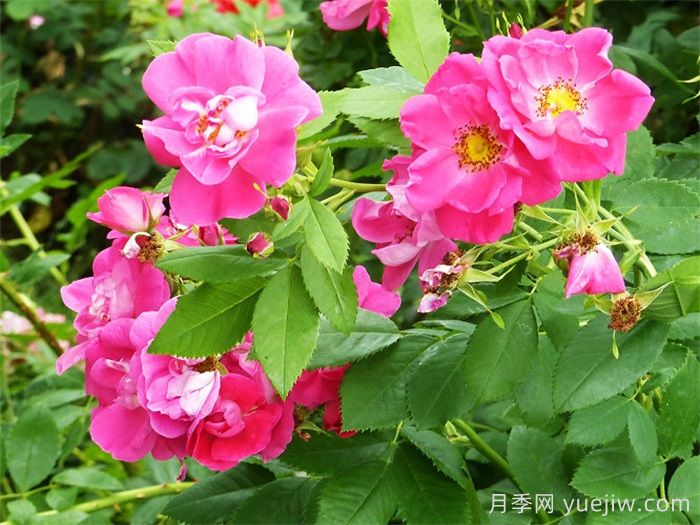 威廉巴芬月季(圖3)