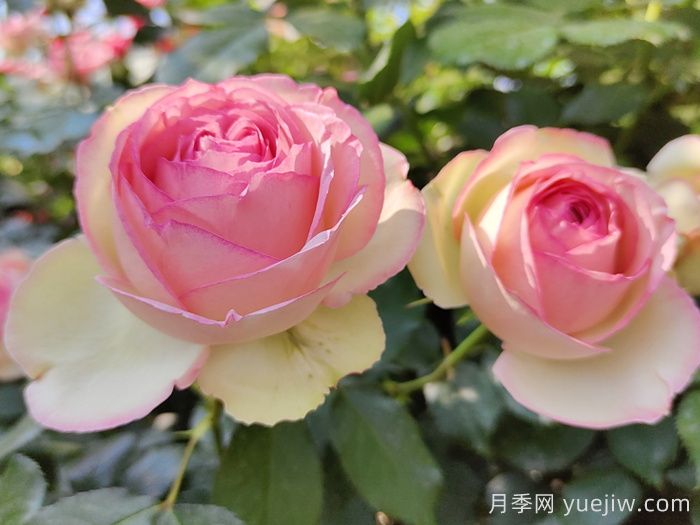 紅色和粉色龍沙寶石爬藤月季對(duì)比(圖2)