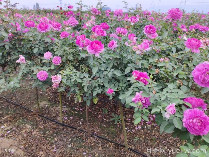 ?半陰環(huán)境光照不足如何養(yǎng)好月季花？(圖1)