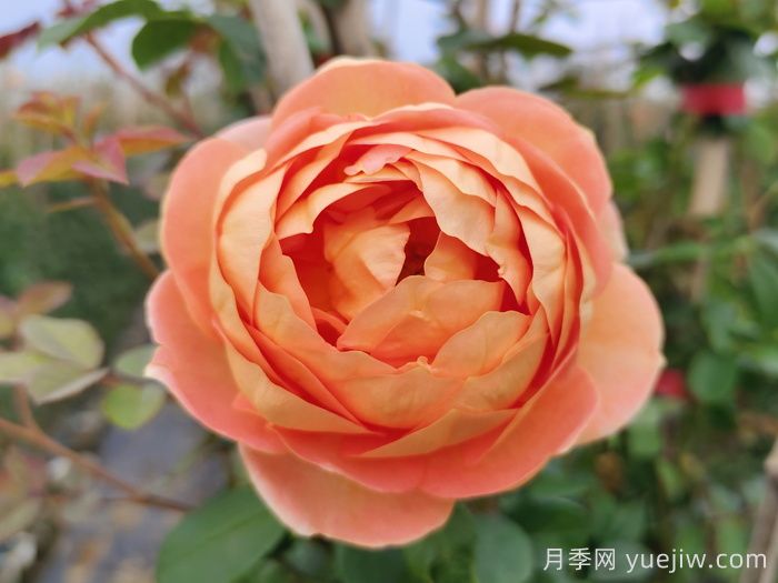 2025年***受歡迎的十大藤本月季品種排名(圖6)