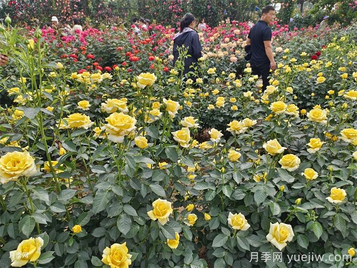 城市公園常見(jiàn)植物品種的配置選擇(圖2)