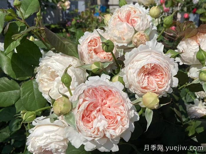 妍姿月季(圖4)