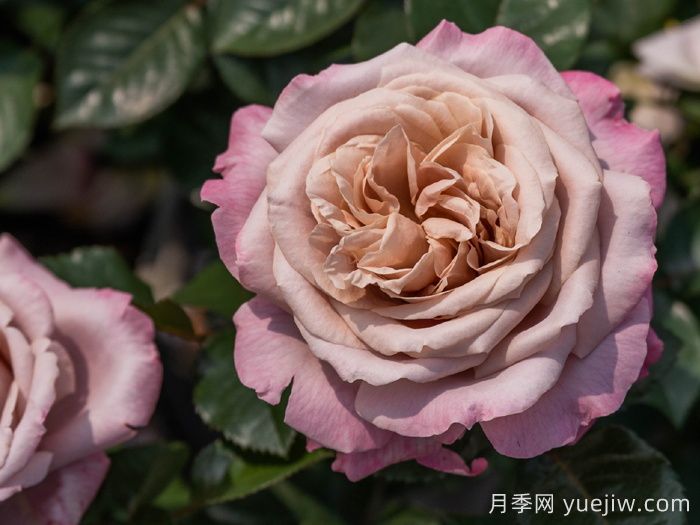 清泠月季(圖1)