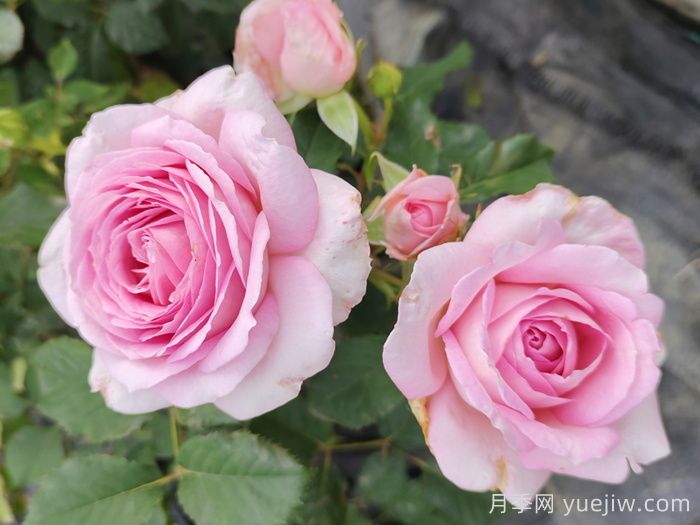 哪些月季更值得購買種植？月季優(yōu)缺點(diǎn)大比拼(圖2)
