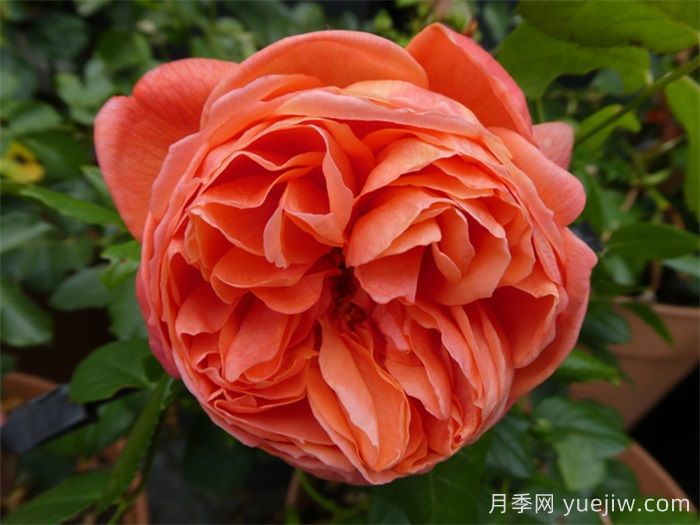 夏日之歌月季推薦，奧斯汀濃香月季(圖1)