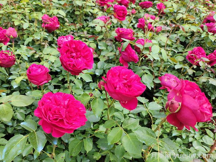 紅色龍沙寶石藤本月季，大花艷麗，花量超多(圖1)