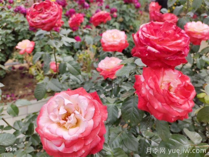 分享10種經(jīng)典大花月季，開花鮮艷美翻春季(圖2)