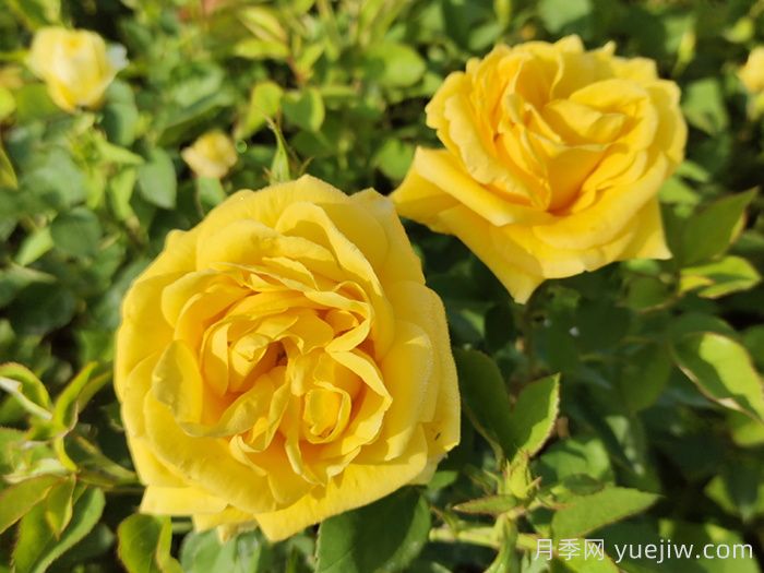 分享10種經(jīng)典大花月季，開花鮮艷美翻春季(圖3)