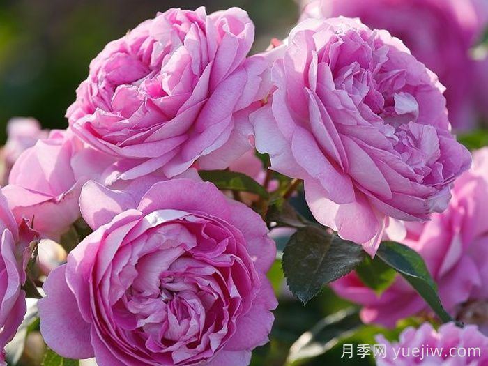 紫丁香黃玉月季/丁香黃水晶(圖2)