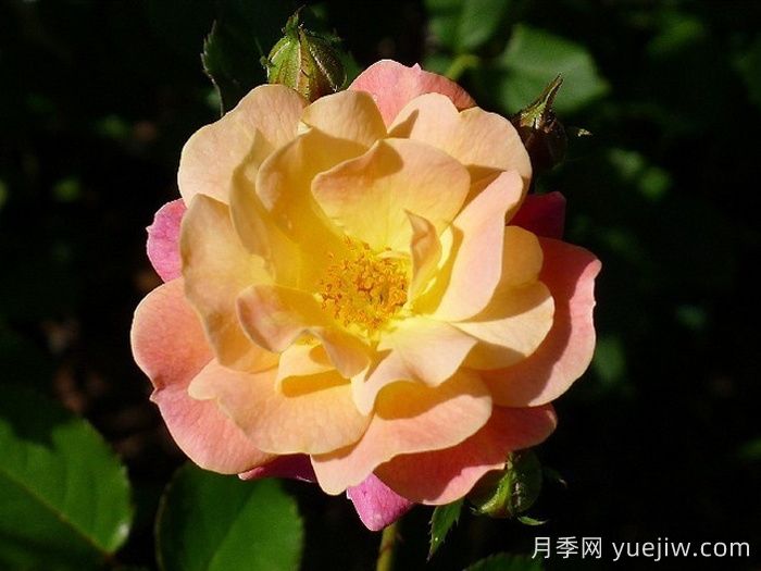 卡梅邊緣月季/冠美邊緣月季(圖2)