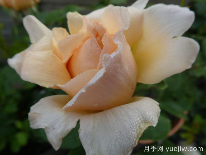 追憶帕特里克月季(圖2)