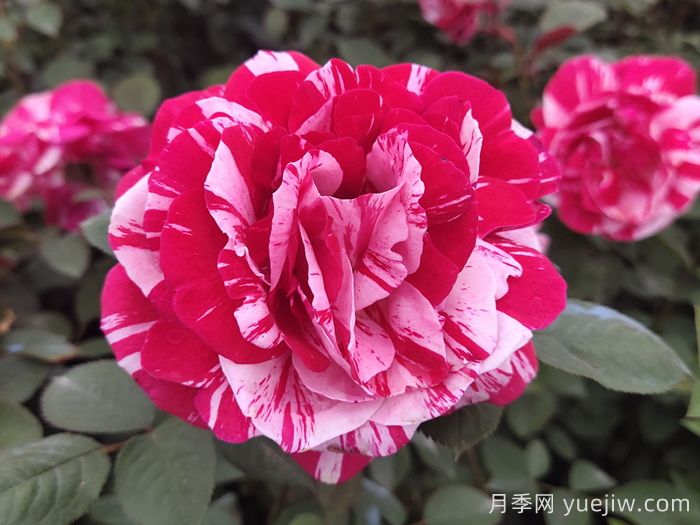 節(jié)日禮花月季(圖1)