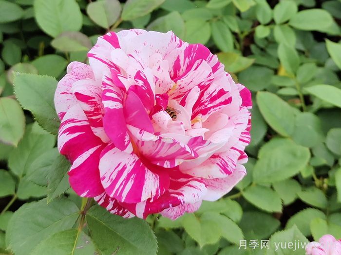 節(jié)日禮花月季(圖2)