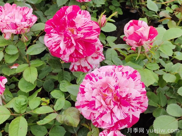 節(jié)日禮花月季(圖3)